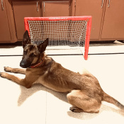 Bella, a Golden Belgian Malinois Dog