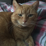 Reggie, a Yellow Tabby Domestic Shorthair Cat Cat