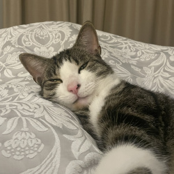 {petName}, a Light-brown, White, Cream Breed Unknown Cat