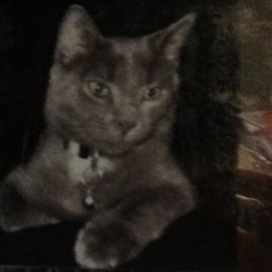 Tucker, a Grey DSH Cat